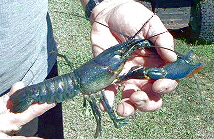 Young Red Claw from Red Claw Ranch. 