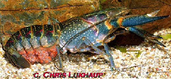 Here is a full grown female Red Claw breeder,
with the hatchlings attached.
from Chris Lukhaup  www.crayfishworld.com .