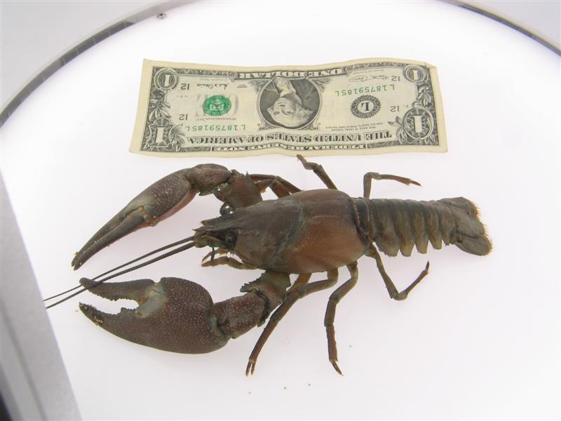 Raise GIANT CRAYFISH easily!