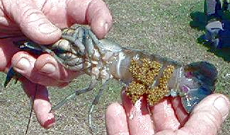 Here is a young Red Claw breeder full of eggs.
Photo courtesy of Red Claw Ranch , Fla.
Click to go to the Red Claw Ranch featured Red Claw Farm page