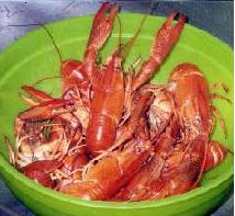  Red Swamp crayfish (cooked)..
most popular Southern species for culture.