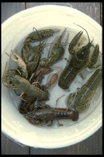 Raise giant sized freshwater crayfish!