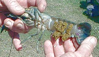 Berried Female Red Claw 