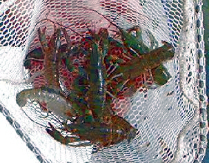 Juvenile Red Claw ready for
grow-out
