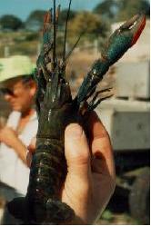 Raise giant Red Claw freshwater crayfish!